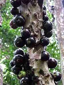 Generic Fresh 100pcs Edible Jabuticaba Fruit Seeds for Planting Black 2