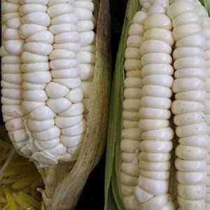 Silvermine White Dent Corn Seeds for Planting 80 Seeds. 1 Ounce of Seeds. Heirloom Non GMO Garden Vegetable Bulk Survival Hominy