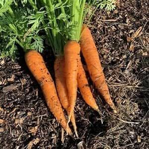 1800 Organic Autumn King/Flakkee Carrot Seeds for Planting Heirloom Non-GMO 3+ Grams Garden Vegetable Bulk Survival