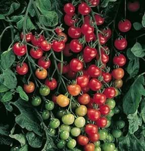 Tomato Cherry Indeterminate Supersweet FBA-00011 (Red) 25 Non-GMO, Hybrid Seeds