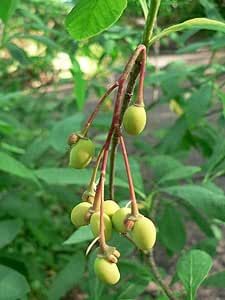 Indian Plum Tree Seeds for Planting (30 Seeds) - Oemleria cerasiformis