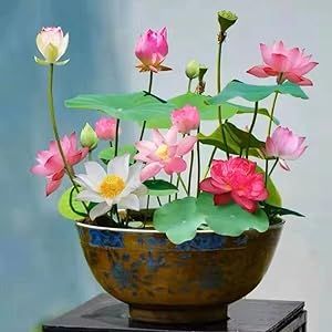 12+ Pcs Bonsai Bowl Lotus Seeds, Water Lily Flower Plant Seed Flowering Aquatic Fresh Garden Seeds for Pond Home Planting Ornamental(Mixed Color)