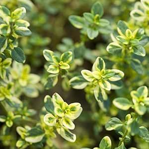 Lemon Thyme Thymus Citriodorus Herb Flower Seeds Non-GMO Organic Seeds Fast Growing Easy to Grow & Maintain 1000 Seeds
