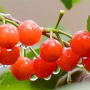 10 Seeds Nanking Cherry Fruit Trees Hardy Deciduous Shrub Sweet Delicious Edible Fruit Great for Ornaments and Hedges