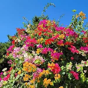 50 Seeds Mixed Bougainvillea Flower Seeds Mixed for Planting-Lesser Bougainvillea Paper Flower Seeds Flowering Machine Stunning Privacy Screens