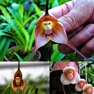 100 Seeds Monkey Face Orchid Seeds Flower Seeds Dracula Simia Seeds Perennial Non-GMO Fragrant Indoor Potted Plant