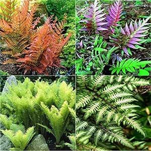 Generic Fresh 100Pcs Fern Pteridophyta Plant Seeds for Planting Mixed Colour