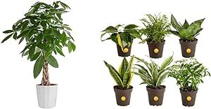 Costa Farms Money Tree Live Plant, Easy to Grow Houseplant Potted in Indoor Garden Pot & Live House Plants (6 Pack), Easy Grow Houseplants, Potted in Indoor Garden Plant Pots