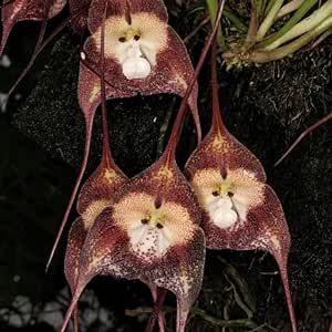 100 Seeds Rare Monkey Face Orchid Plant Seeds Monkey Orchid Monkey-Like Dracula Simia Seeds Blooms at Any Season Great Garden Gift