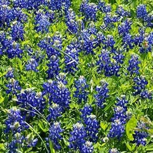 Flower Native Texas Bluebonnet FBA-3355 (Blue) 100 Non-GMO, Heirloom Seeds