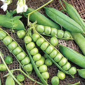 25 Little Marvel Pea Seeds for Planting Heirloom Non GMO 5+ Grams Garden Vegetable Bulk Survival
