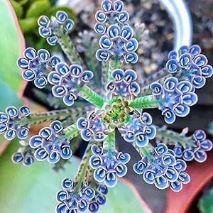 Dark Blue Kalanchoe Flaming Katy Seeds 25 Seeds Rare Succulent Flower Seed Striking Tropical Exotic Plant for Garden Home Balcony Office Decor