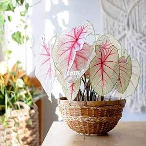 Mix Caladium Bicolor-Heart of Jesus Houseplant Ornamental Large Heart-Shaped Leaves Showy Accent Plant Grows in Garden and pots Low-Maintenance 100 Seeds