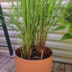 200 Seeds Mosquito Repelling Lemon Grass Plant Seeds Cochin Malabar Grass Non-GMO Heirloom Culinary Herb for Planting Garden Outdoor Easy to Grow