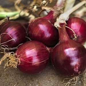 7,000 Red Burgundy Onion Seeds for Planting Short Day Heirloom Non GMO 28 Grams Garden Vegetable Bulk Survival