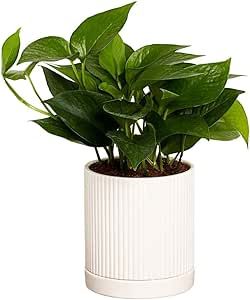 Greendigs Pothos Plant in White Ceramic Fluted 5-Inch Pot - Low-Maintenance Houseplant, Pre-Potted with Premium Soil