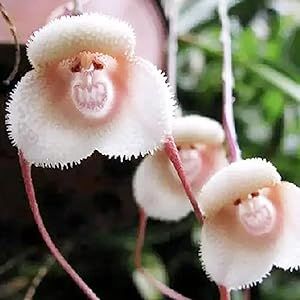 YEGAOL Garden Monkey Face Orchid Seeds 10Pcs Flower Seeds Dracula Simia Seeds Perennial Non-GMO Fragrant Indoor Potted Plant