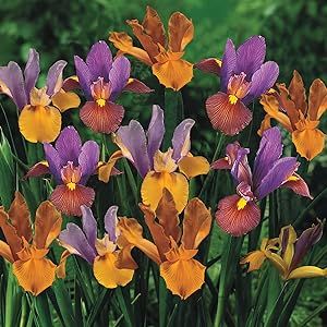 BRECK'S - Bronze Dutch Iris Mixture Dormant Spring Flowering Bulbs - Each Offer Includes 25 Bulbs