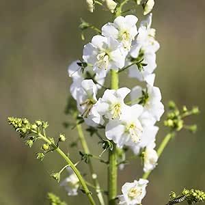 CHUXAY GARDEN Heirloom White Bride Verbascum Phoeniceum Seed 75 Seeds Rare Color Verbascum Flower Lovely White Flower Showy Accent Plant Extremely Decorative Low-Maintenance