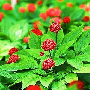 500 STRATIFIED American Ginseng Seeds Panax quinquefolium L, Easy to Grow, Grow Your Own Ginseng
