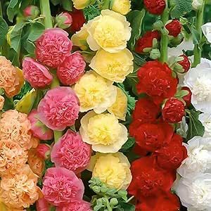 310+ Hollyhock Seeds Carnival Mix Giant Mallow Double Hollyhock Flowers Seed Perennial Outdoor Home Garden Flower