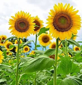 Mammoth Sunflower Seeds for Planting - Grow Giant Sun Flowers in Your Garden - 50 Non GMO Heirloom Seeds - Full Planting Instructions for Easy Grow - Great Gardening Gifts (1 Packet)