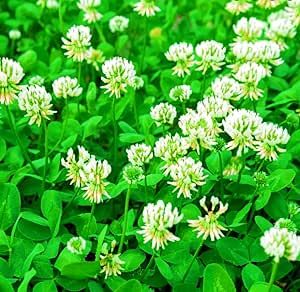 White Dutch Clover Seed for Erosion Control, Ground Cover, Lawn Alternative, Pasture, Forage 250 Seeds