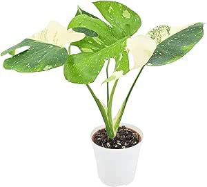 Arcadia Garden Products LV70 Live 4" Monstera Thai Constellation Rare Variegated Indoor Houseplant in White Plastic Pot, 4-inch *Cannot Ship to Hawaii*
