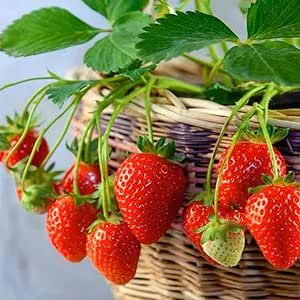 2300+ Seeds Perpetual Strawberry Four Seasons Strawberry Seeds Fruit Seed for Planting Heirloom Non-GMO Seed for Hydroponic Garden Sweet High Yields
