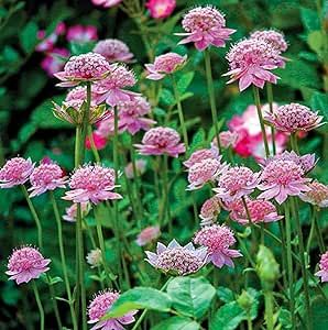 45 Seeds Astrantia Major Rosea,Great Masterwort Hardy Perennial Lovely Flowers Easy Grow Bloom Late Spring to Early Summer Great for Garden