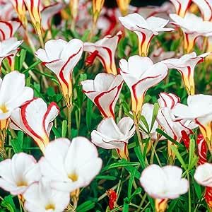 BRECK'S - Candy Cane Sorrel Dormant Spring Flowering Bulbs - Each Offer Includes 15 Bulbs