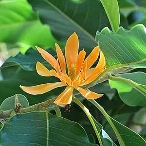 CHUXAY GARDEN Magnolia Champaca Seed 5 Seeds Champak Tree Magnolia Tree Highly Fragrant Yellow Flower Seeds for Planting Great Ornamental Features Stunning Flowering Plant