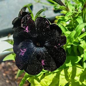 30 Seeds Rare Petunia Seeds Black Cat Petunia Flower Seeds Beautiful Perennial Annual Petunia Plant Seeds- Easy to Grow& Maintain