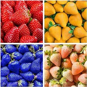 400+ Mix Strawberry Seeds for Planting - Heirloom Non-GMO Red Yellow Blue White Climbing Strawberry - Everbearing Fruit Plant Home Garden Sweet and Delicious