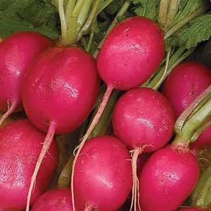 600 Pink Beauty Radish Seeds for Planting Heirloom Non GMO 7 Grams of Seeds Garden Vegetable Bulk Survival