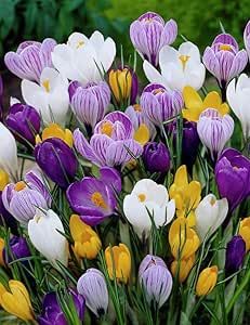 Mixed Giant Crocus - 25 Bulbs - Assorted Colors by Willard & May