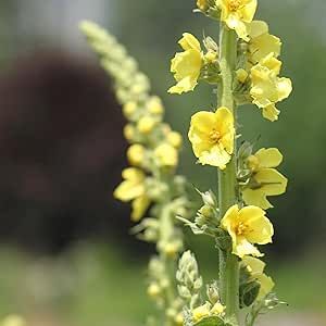CHUXAY GARDEN Great Mullein Seeds for Planting 100 Seeds Yellow Common Mullein Plant Comfrey Organic Herb Plants Lovely Flowers Great Hairy Biennial Plant Makes Great Edging Low-Maintenance