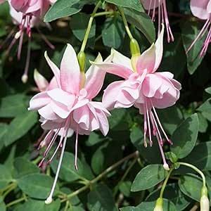 CHUXAY GARDEN Fuchsia 'Claudia' Seed 150 Seeds Bright Fuchsia Flower Non-GMO Flowers Showy Accent Plant Ornamental Flowering Plant Exotic Charm High Germination Rate Easy Grow