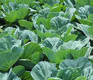 Collard Green Seeds for Planting - Plant & Grow Georgia Southern Collards - Full Planting Instructions to Plant a Home Outdoor Vegetable Garden - Great Gardening Gift, 1 Packet