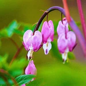 Purple Dicentra Eximia,Wild Fringed Bleeding Heart,Turkey-Corn Rare Showy Accent Plant Striking Landscaping Plant 40 Seeds