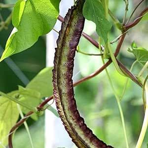 Purple Winged Bean Seeds 10 Pcs Non-GMO Heirloom Psophocarpus Tetragonolobus Seeds Delicious Vegetable Seeds for Planting Home Garden