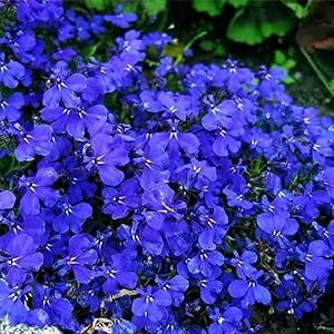 Creeping Thyme 100 Seeds Rock Cress Breckland Wild Creeping Elfin Thyme Seeds- Ornamental Perennial Showy Ground Lawn Cover - Low-Maintenance