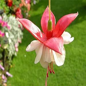 CHUXAY GARDEN Red Pink Fuchsia Seed 200 Seeds Heirloom Showy Accent Plant Exotic Charm Pendulous Bloom Lovely Native Wildflower Perfect for Hanging Basket and Containers Decor Garden