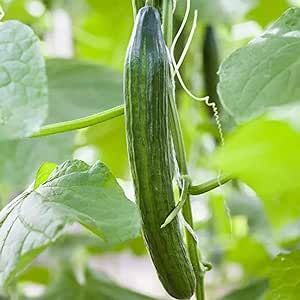 Cucumber Seeds 100 Pcs Non-GMO Heirloom Vegetable Seeds for Planting Delicious Juicy Cucumis Sativus Seeds Home Garden