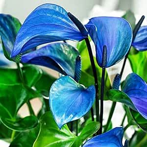 100 Seeds Blue Anthurium-Tailflower,Flamingo Flower,Laceleaf Arum Family Araceae Epiphytes Herb Purify Indoor Air Velvet Cardboard Low-Maintenance Easy to Grow & Maintain