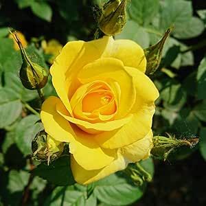 Rare Yellow Rose Rosa Bush Shrub Perennial Flower 5 Seeds Striking Landscape Plant for Garden Home and Outdoor Repeat Bloomer Attract Bees