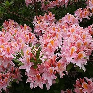 20 Pink White Rhododendron Occidentale Seeds-Western Azalea Shrub Ornamental Flowering Plant-Easy to Grow & Maintain Excellent Addition to Garden
