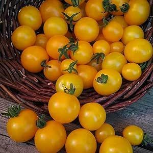 100 Yellow Dwarf Bush Tomato Seeds Easy to Grow Non-GMO Heirloom Organic Vegetable Seeds to Plant Home Outdoor Garden