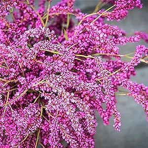 Kiss Me Over The Garden Seeds Polygonum Orientale Princess-Feather -Privacy Screen Ornamental Flower Seeds Cut Flower Patio Borders Containers Outdoor 20 Seeds