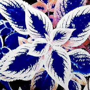 50 Seeds Blue-White Coleus Seeds Annual Easy to Grow & Maintenance Heat Tolerant Attracts Birds & Hummingbirds Beds Boreders Patio Container Indoor Outdoor